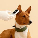 Termometro Digitale LED per Animali - Alta Precisione per Cani, Gatti e Cuccioli | Ideale per Veterinari e Uso Domestico - AmiciFidati
